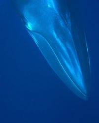 Minke whale-Up close and personal. Taken near ribbon reef... by Don Bruschera 